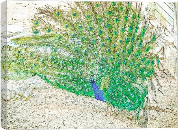 Male Peacock Canvas Print by Mark Llewellyn