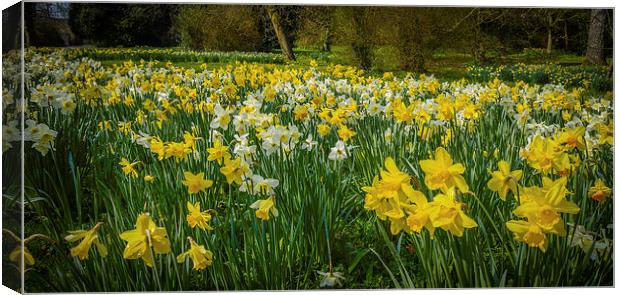 Yellow Daffodils Canvas Print by Mark Llewellyn