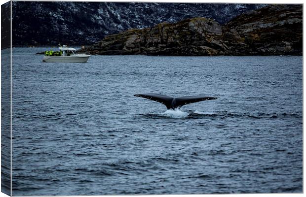 Humpback Whale Diving, Norway Canvas Print by Mark Llewellyn