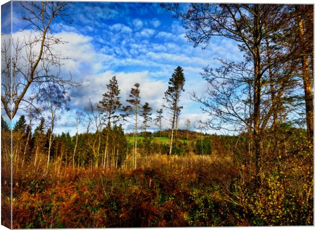 Ffynnone Woods, Pembrokeshire, Wales, UK Canvas Print by Mark Llewellyn