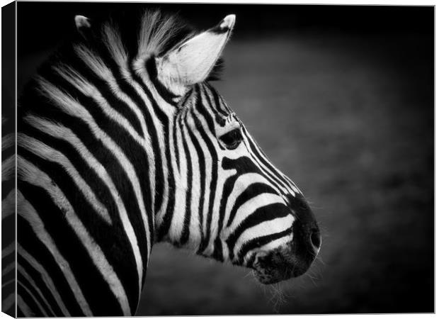 Black and White Canvas Print by Mark Llewellyn