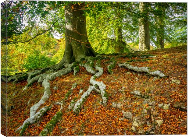 Tree Roots Canvas Print by Mark Llewellyn