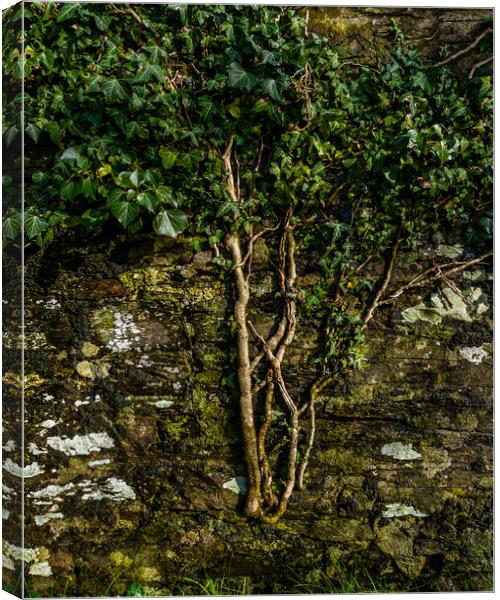 Creeper Growing on Wall Canvas Print by Mark Llewellyn