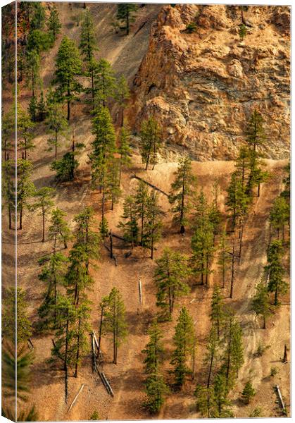 Fallen Trees, Thompson Canyon, Canada Canvas Print by Mark Llewellyn