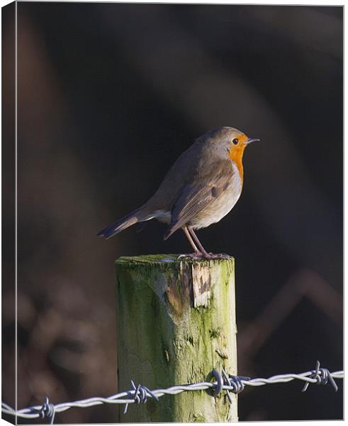 Robin on Fence Post Canvas Print by Simon West