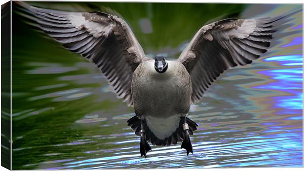 Canadian Goose Canvas Print by Simon West