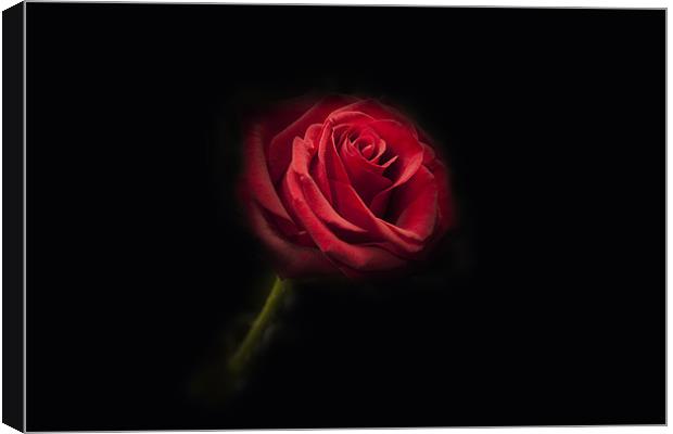 Single Red Rose Canvas Print by Simon West