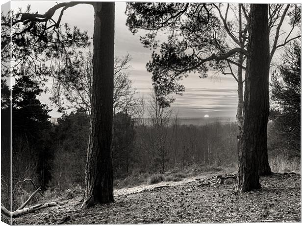 Sun through the trees Canvas Print by Simon West