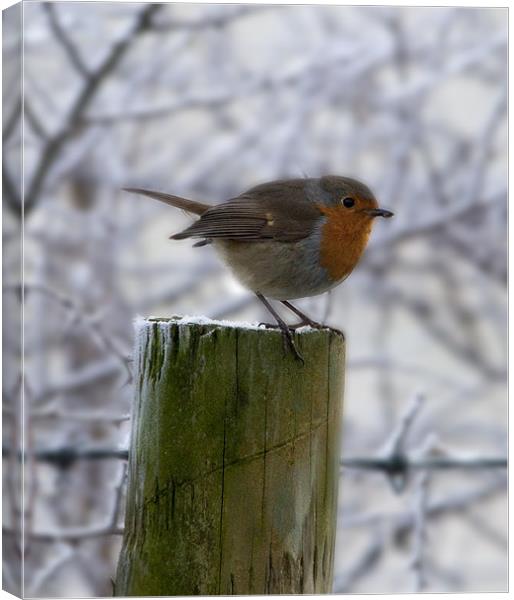 Robin Red Breast Canvas Print by Simon West