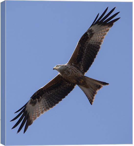 Red Kite in flight Canvas Print by Simon West