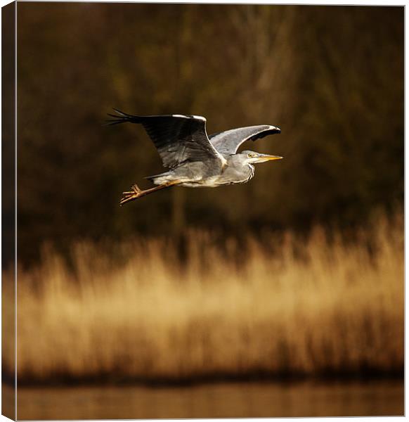 Heron in flight Canvas Print by Simon West