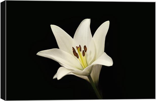 Single White Lily Stem Canvas Print by Simon West