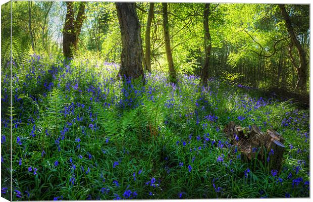 Bluebell Wood Canvas Print by Simon West