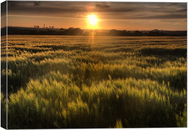 Early summer cornfield Canvas Print by Simon West