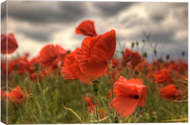 Poppies in the wind Canvas Print by Simon West