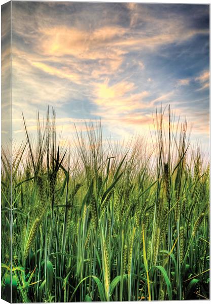 Cornfield after sunset Canvas Print by Simon West