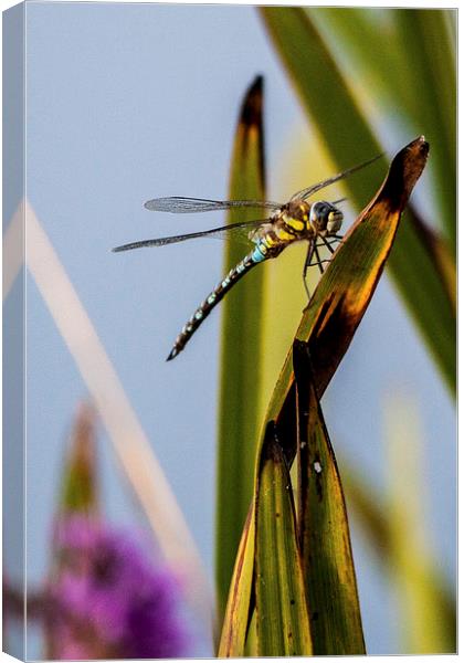 Dragonfly Canvas Print by Simon West