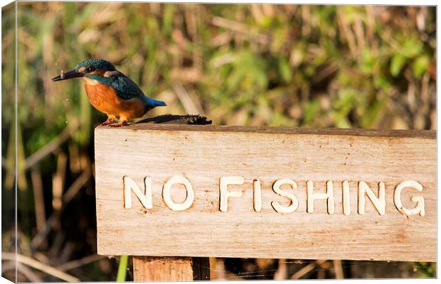 Cheeky Kingfisher Canvas Print by Simon West