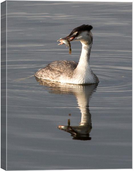 Great Crested Grebe with Perch Canvas Print by Simon West