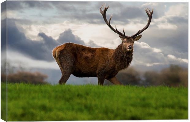 Red Stag Canvas Print by Simon West