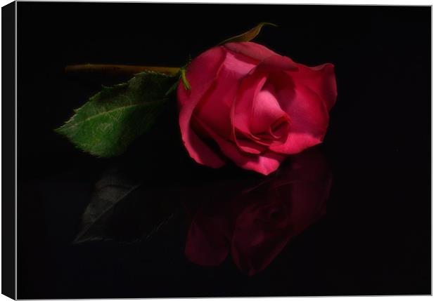Single Red Rose Canvas Print by nick woodrow