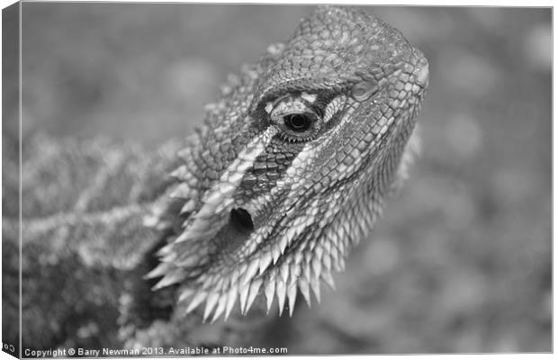 Bearded Dragon Canvas Print by Barry Newman