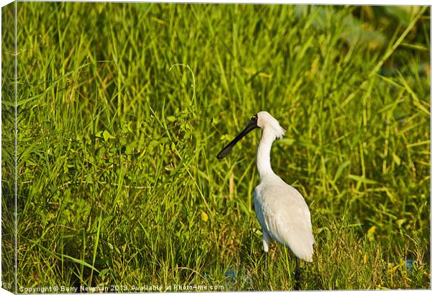 Spoonbill Canvas Print by Barry Newman