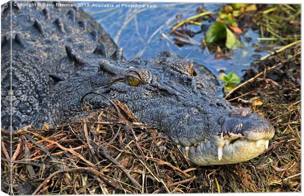 Crocodile Smile Canvas Print by Barry Newman