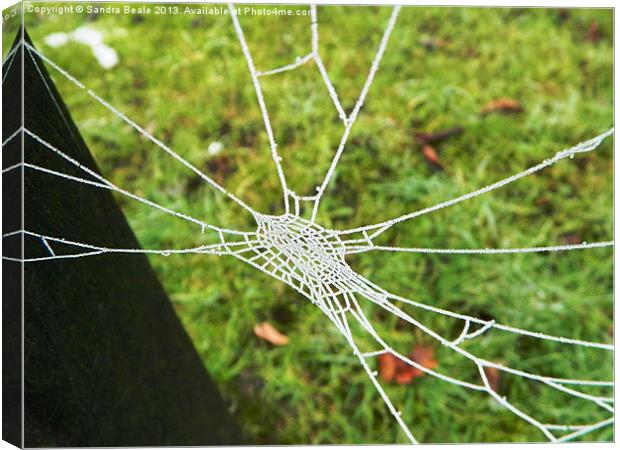 Natures Jewel: An ice covered cobweb Canvas Print by Sandra Beale
