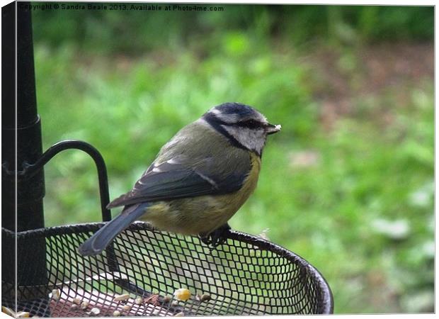 Blue Tit, Garden, Birdfeeder, Summer Canvas Print by Sandra Beale