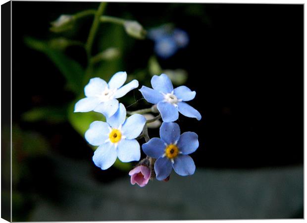 Forget me not Flower Canvas Print by Sandra Beale