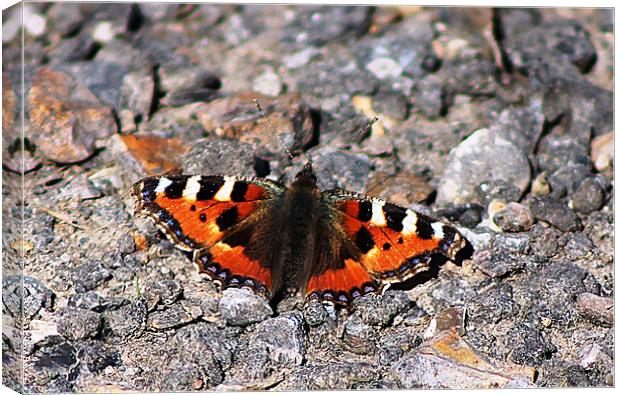 Butterfly on stones Canvas Print by Sandra Beale