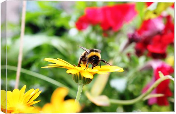 Bee looking for Nectar Canvas Print by Sandra Beale