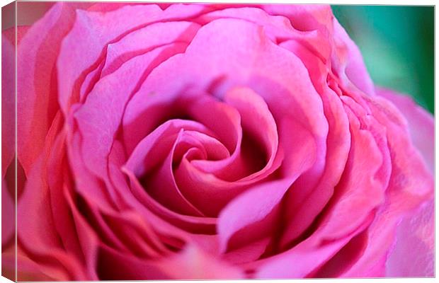A rose in bloom Canvas Print by Sandra Beale