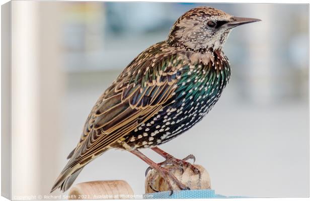 Starling Canvas Print by Richard Smith
