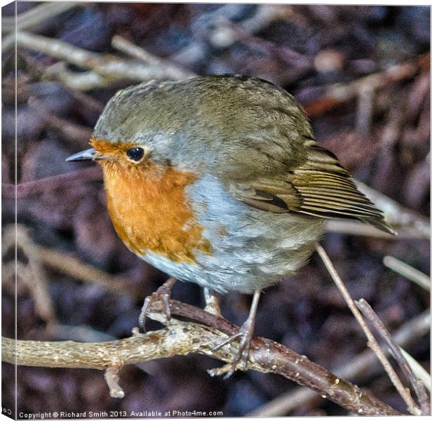 Robin Redbreast close up Canvas Print by Richard Smith