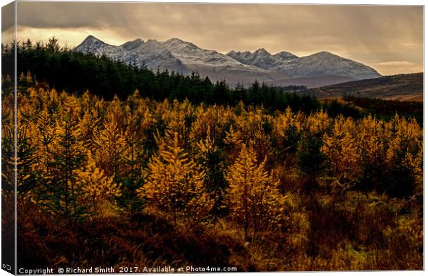 Larch in the Autumn Canvas Print by Richard Smith