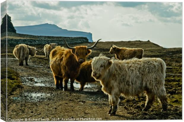A herd of Highland Cattle Canvas Print by Richard Smith