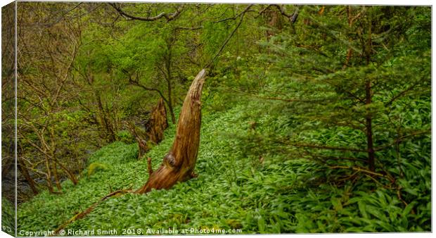 The coming of the wild Garlic Canvas Print by Richard Smith