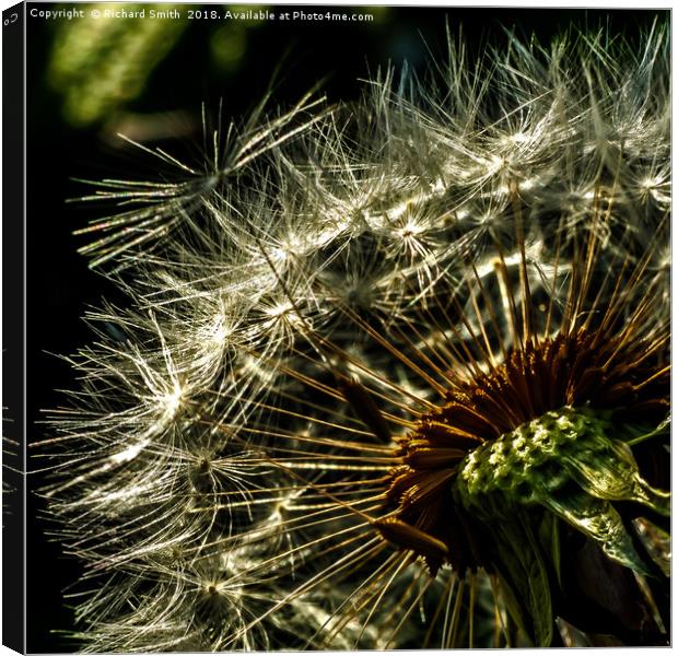 Natural wind blown seed dispersal unit Canvas Print by Richard Smith