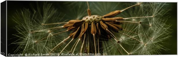 Natural wind blown seed dispersal unit #2 Canvas Print by Richard Smith