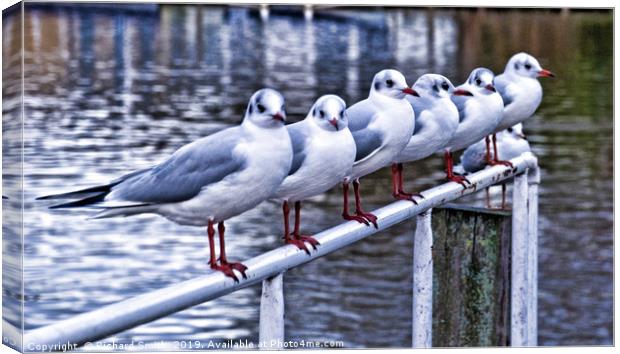 Six Seagulls on a handrail beside the water. Canvas Print by Richard Smith