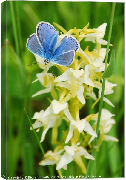 Common Blue butterfly settled on Butterfly Orchid. Canvas Print by Richard Smith