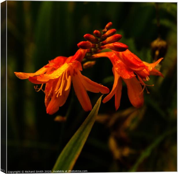 A close up of a Montbretia. Canvas Print by Richard Smith
