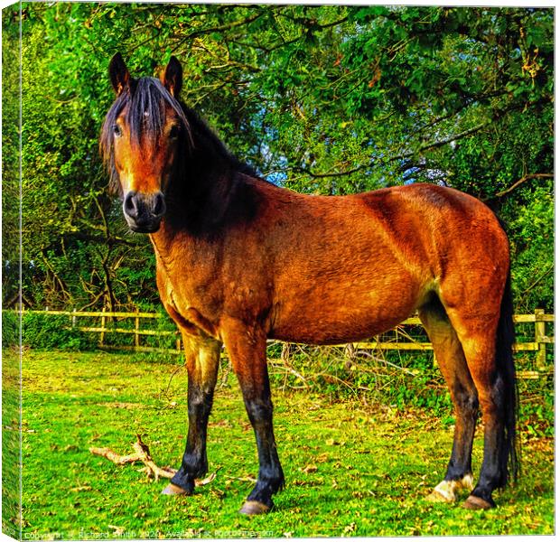 New Forest Horse Canvas Print by Richard Smith