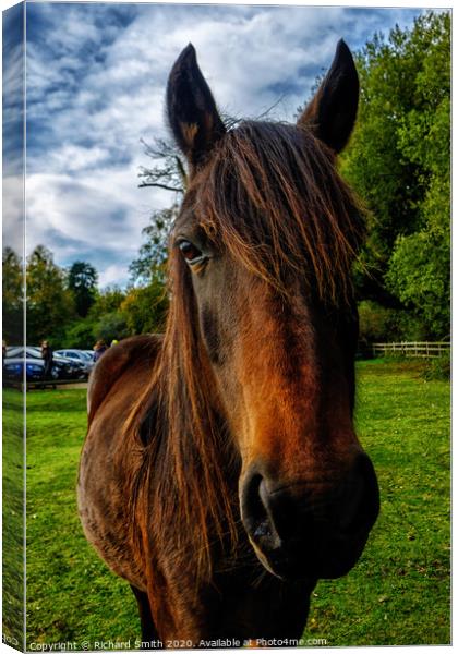 Brown New Forest pony portrait. Canvas Print by Richard Smith