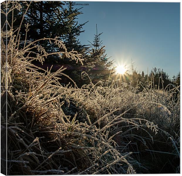 Backlit frosted grass #2 Canvas Print by Richard Smith