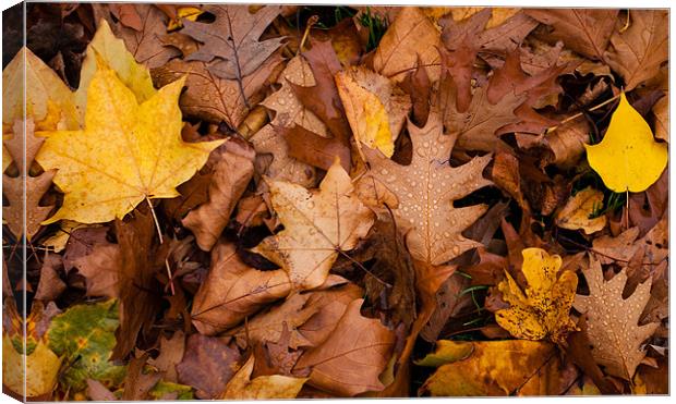 Autumn Leaves Canvas Print by Matt Malloy