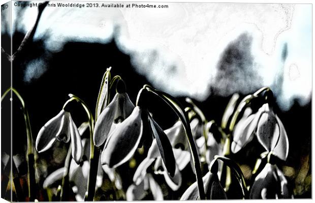 Signs of Spring - Dark Canvas Print by Chris Wooldridge
