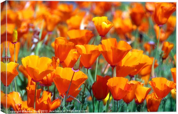 Field of Orange Canvas Print by Andre Buys